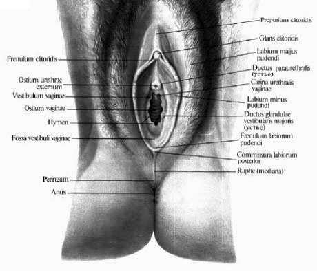 Какими бывают вагины: кто из женщин лань, а кто — слониха?